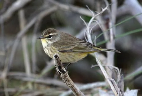 Palm Warbler Stock Photos