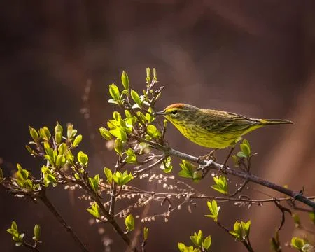 Palm Warbler Foto stock