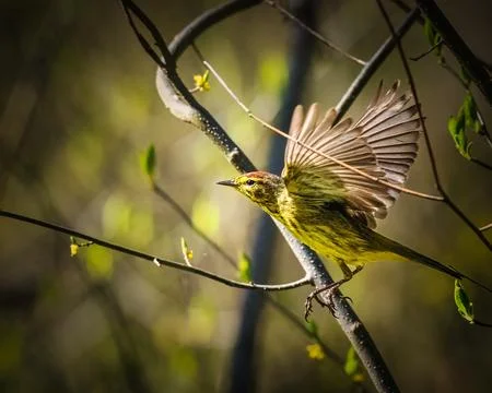 Palm Warbler Stock Photos