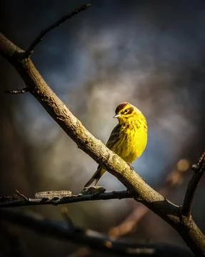 Palm Warbler. Foto stock