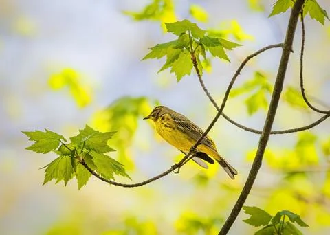 Palm Warbler. Stock Photos