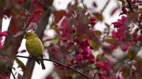 Palm Warbler sitting on tree branch with pink flowers Stock Footage 62845255