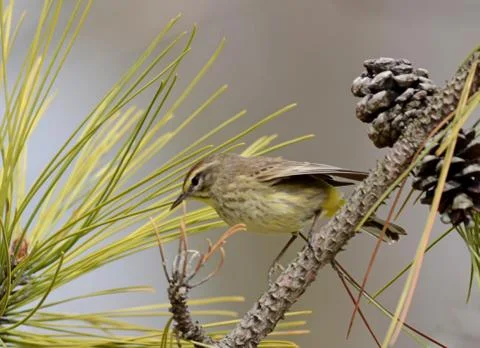 Palm warbler2 Stock Photos
