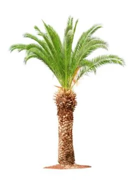 Palm on white background Stock Photos