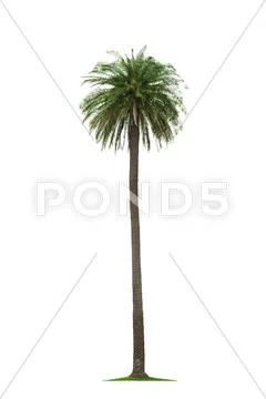 Palm on white background Stock Photos