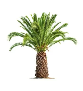 Palm on white background Stock Photos