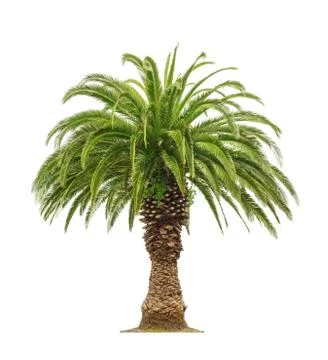 Palm on white background Stock Photos