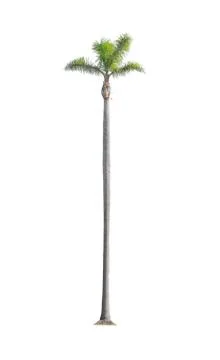 Palm on white background Stock Photos