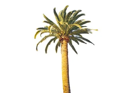 Palm on the white background Stock Photos