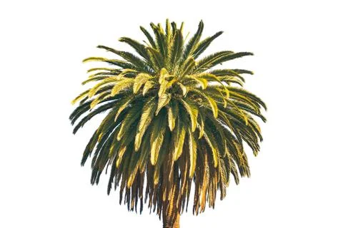 Palm on the white background Stock Photos