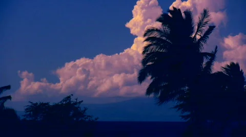  Palm white cloud Vídeos de archivo 126085