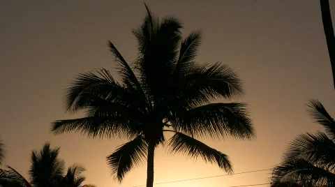 Palm in wind at dusk Stock Footage 548944