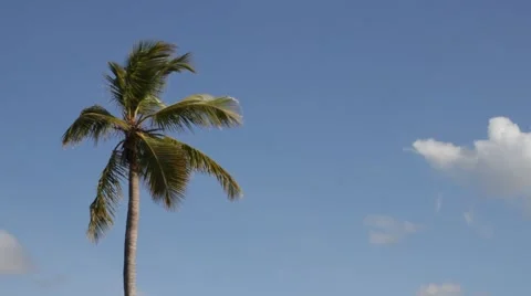 Palm in the wind Stock Footage 2177956