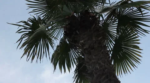 Palm on the wind 動画素材 7763574