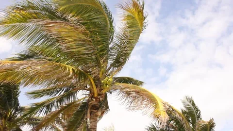 Palm in the wind Stock Footage 94126088