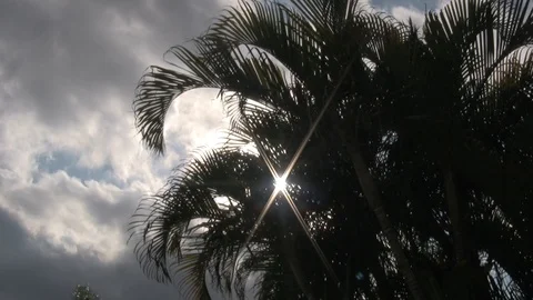 Palm on wind with sun flare Stock Footage 92203107