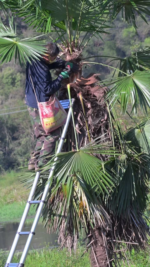 Palm work, China Video stock 347331870