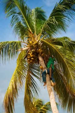 The palm worker takes off the coconuts. Stock Photos