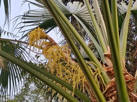 Palm Yellow flower in the tree Stock Photos