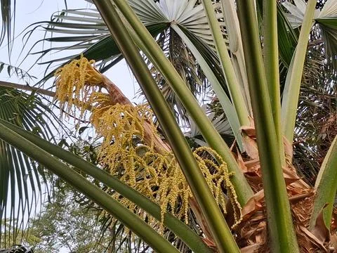 Palm Yellow flower in the tree Stock Photos