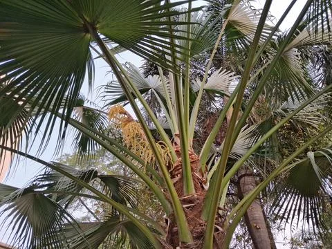 Palm Yellow flower in the tree Stock Photos