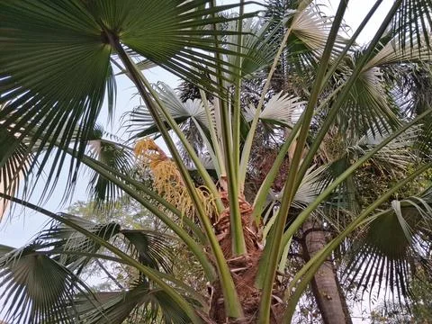 Palm Yellow flower in the tree Stock Photos