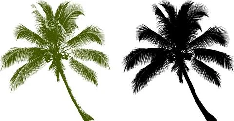 Palm1 Stock Illustration