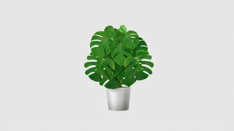 PALMA 1 Stock Footage 241945114