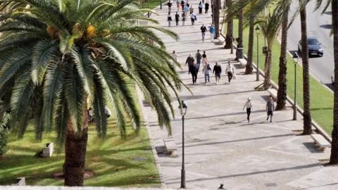 Palma de Mallorca Stock Footage 256233356