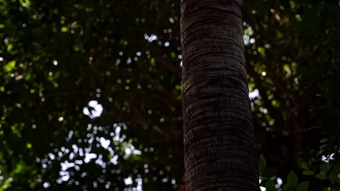 Palma 動画素材 107196342