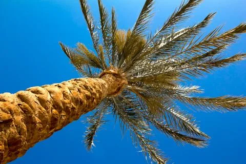 Palma in the sky Stock Photos
