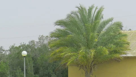 Palma in strong wind Stock Footage 92742939