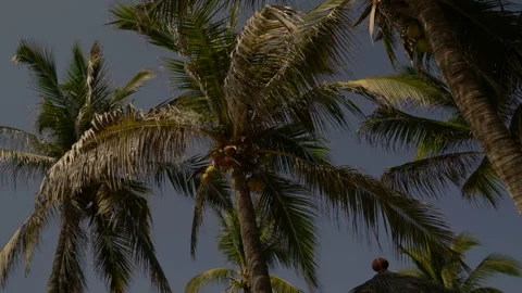 Palma view from below, large coconut palm on the background of the sky. Stock Footage 157231622