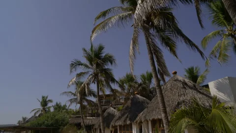 Palma view from below, large coconut palm on the background of the sky. Stock Footage 157231762