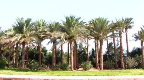 The Palmach in Egypt, Hurghada Stock Footage 49479855