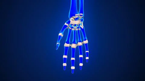 The palmar side of the wrist and fingers ligaments of 3d illustration Stock Illustration