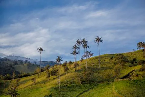 PALMAS Stock Photos