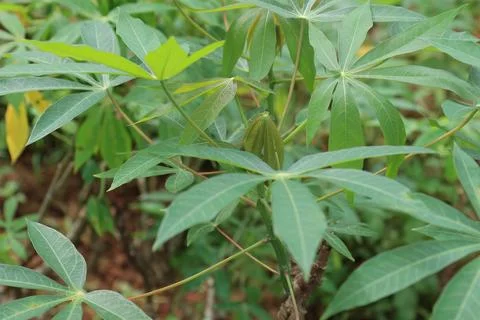 Palmate foliage structure botanical study Foto stock