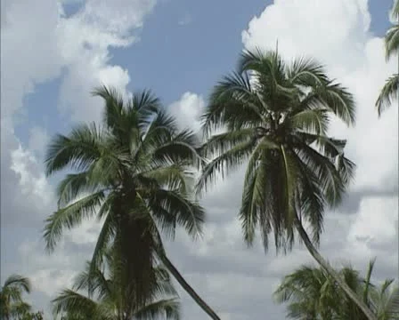 Palmbomen Stock Footage 20456296