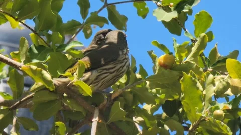 Palmchat Bird Eating on Tree Branch Surrounded by Green Leaves Close-Up 스톡 동영상 331826826