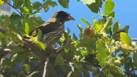 Palmchat Bird Eating on Tree Branch Surrounded by Green Leaves Close-Up Video stock 331826970