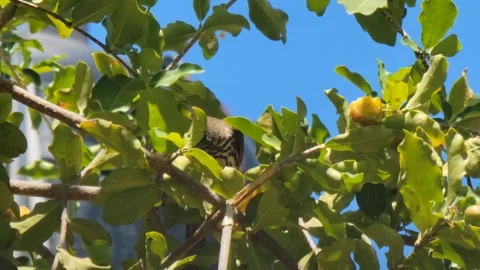 Palmchat Bird Eating on Tree Branch Surrounded by Green Leaves Close-Up Video stock 331826981
