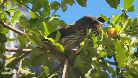Palmchat Bird Eating on Tree Branch Surrounded by Green Leaves Close-Up Video stock 331827016