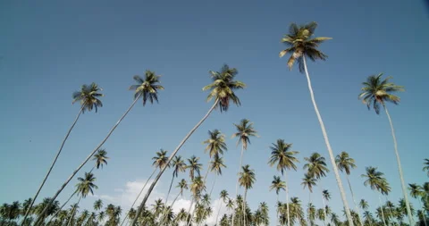 Palm/Coconut Trees/Blue Sky 4 K Stock Footage 152915218