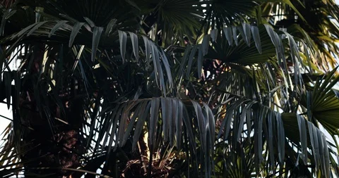 Palme Stock Footage 109045743