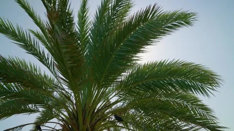 Palme Tree within the Sun Stock Footage 243132185