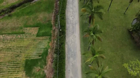 Palmeiras 스톡 동영상 168148270