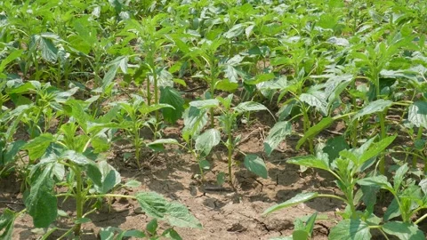 Palmer Amaranth Stock Footage 333962178