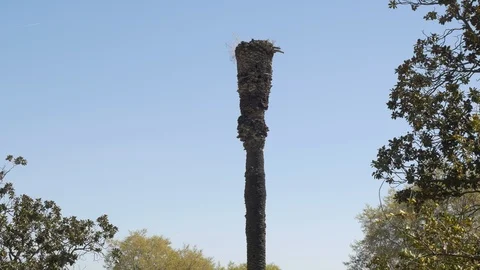 Palmera dead cut cortada palm tree arbol sky cielo Stock Footage 111589111