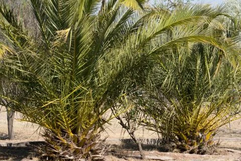 Palmeras Stock Photos